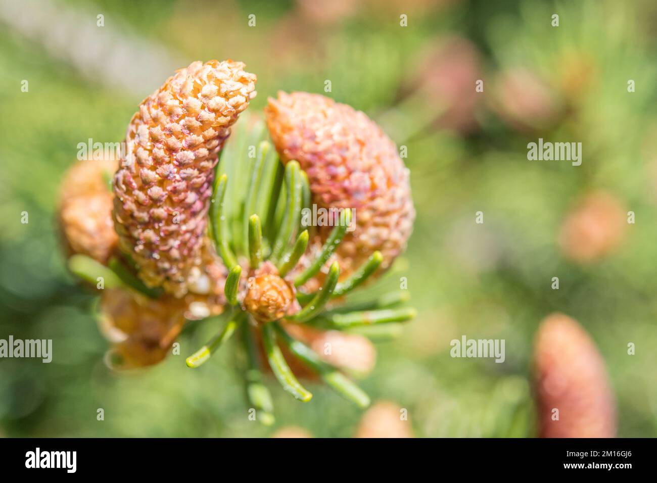 Abies alba, the European silver fir or silver fir, is a fir native to the mountains of Europe, male flower. Stock Photo