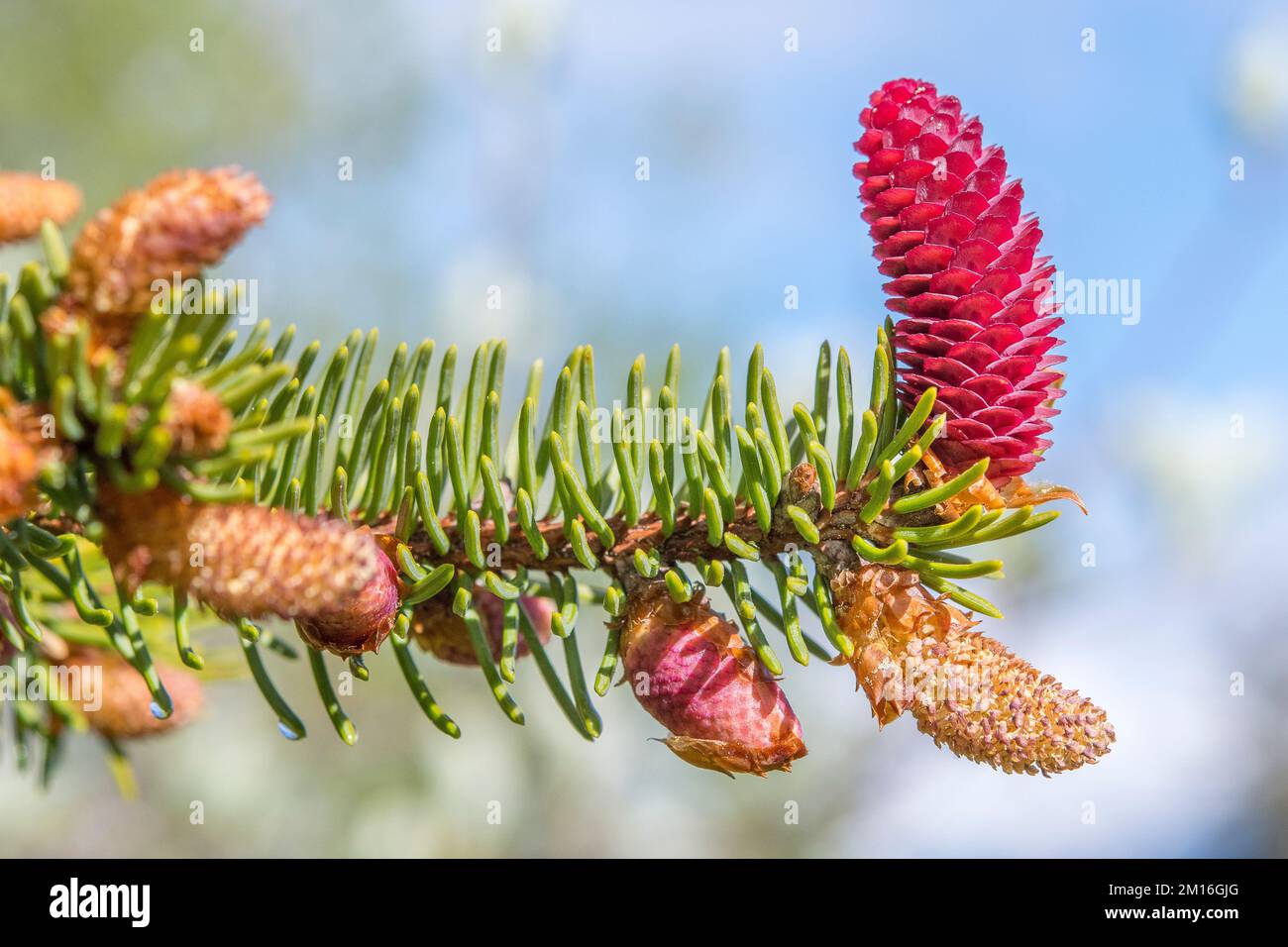 Abies alba, the European silver fir or silver fir, is a fir native to the mountains of Europe, female and male flowers. Stock Photo