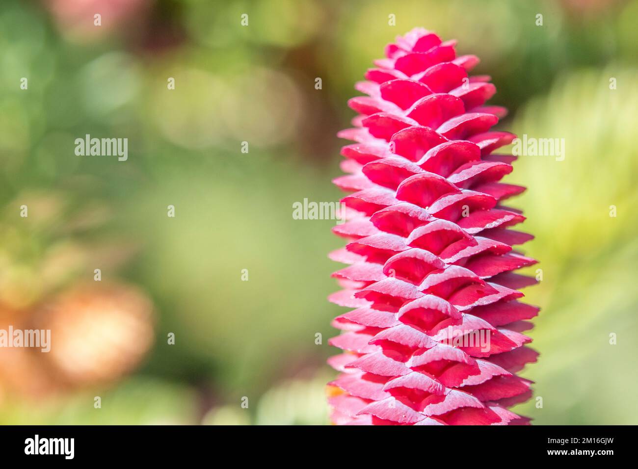 Abies alba, the European silver fir or silver fir, is a fir native to the mountains of Europe, female flower. Stock Photo