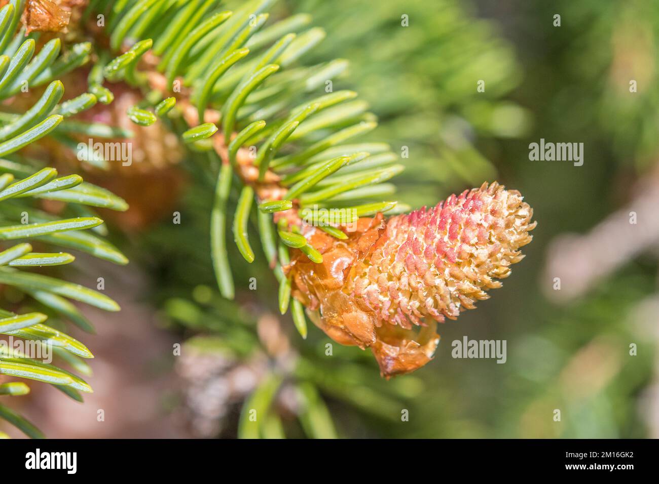 Abies alba, the European silver fir or silver fir, is a fir native to the mountains of Europe, male flower. Stock Photo