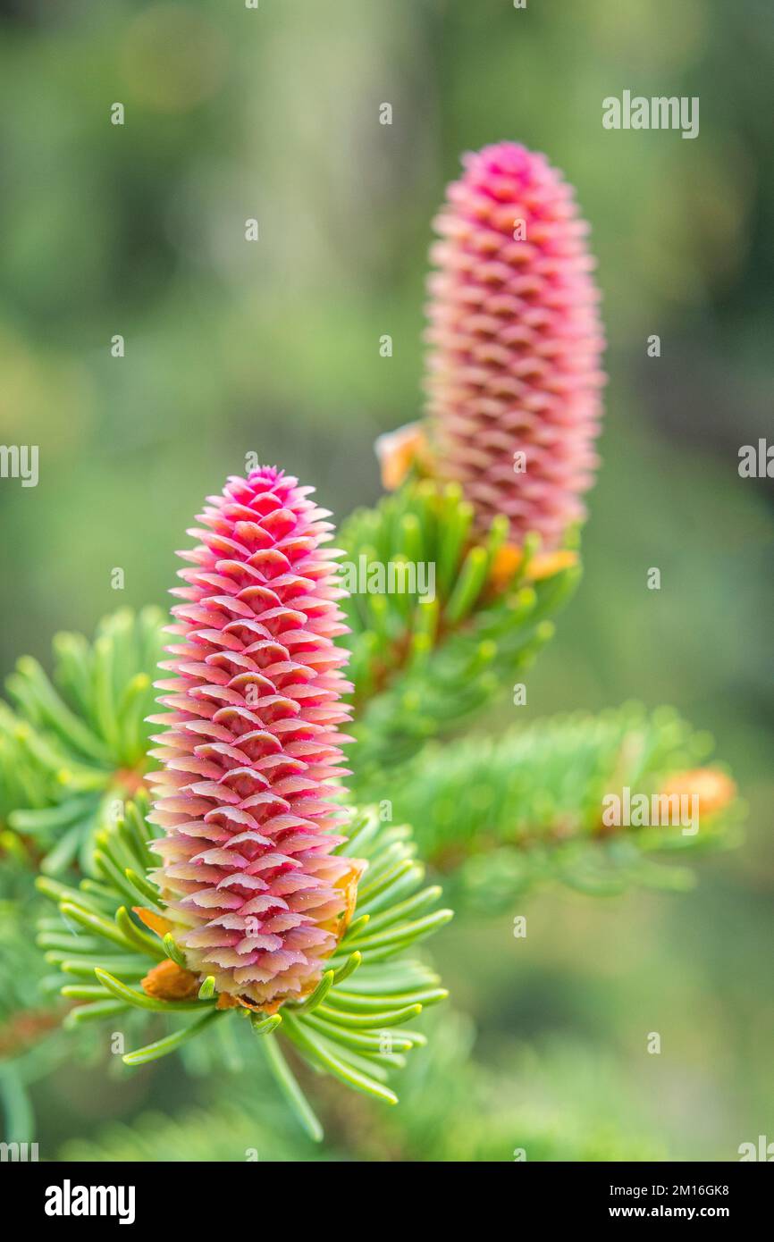 Abies alba, the European silver fir or silver fir, is a fir native to the mountains of Europe, female flower. Stock Photo