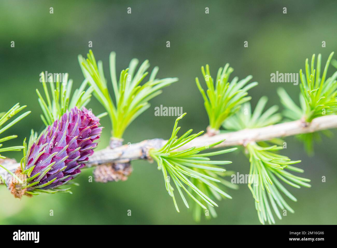 Larix decidua, the European larch, is a species of larch native to the mountains of central Europe, female, flower. Stock Photo