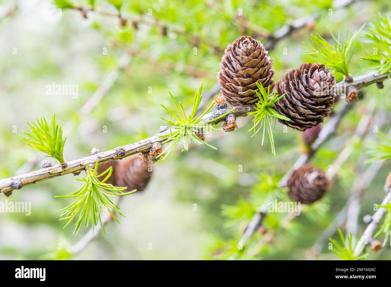 Larix decidua, the European larch, is a species of larch native to the mountains of central Europe, cone. Stock Photo