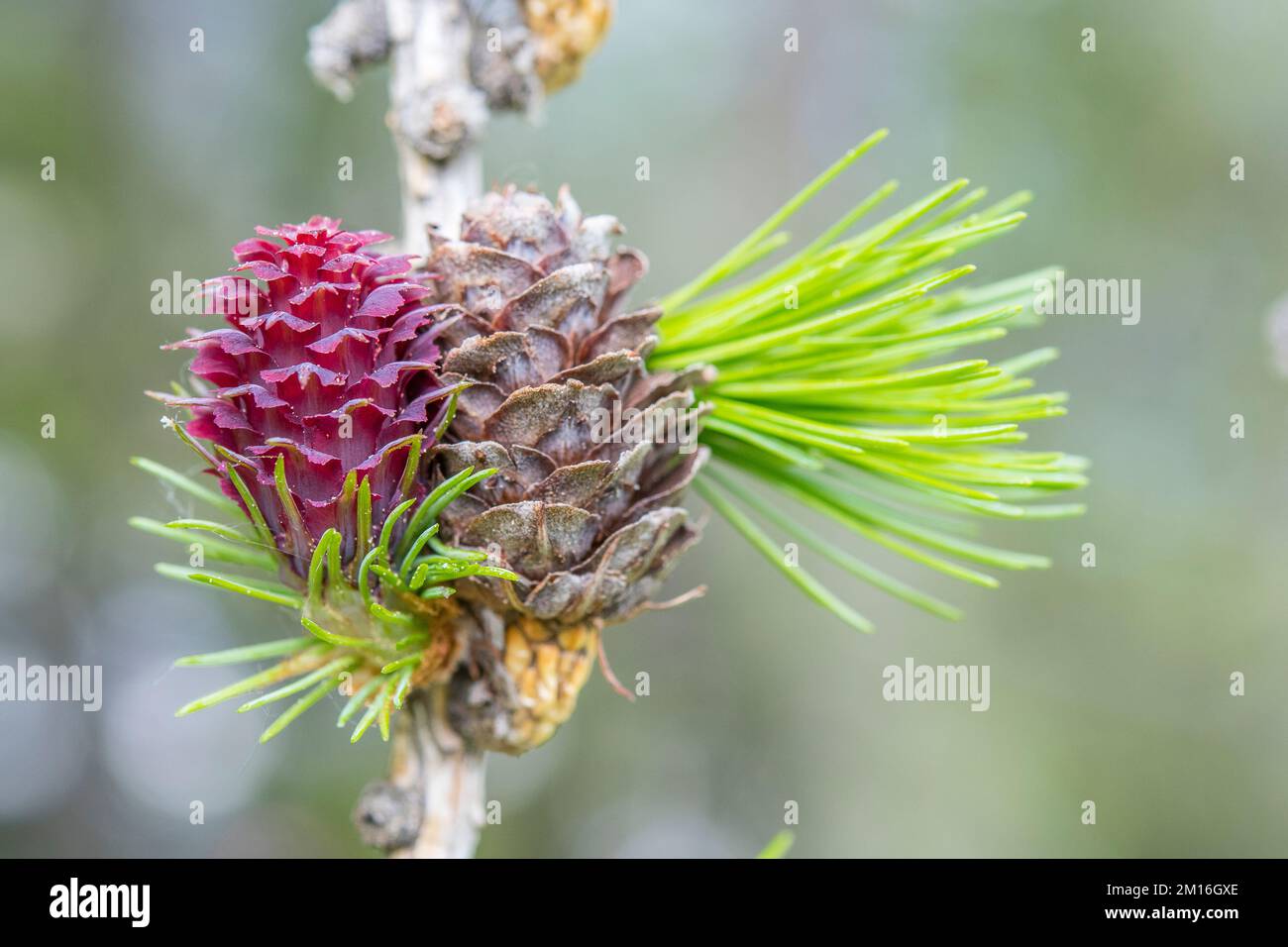 Larix decidua, the European larch, is a species of larch native to the mountains of central Europe, female flower and cone. Stock Photo
