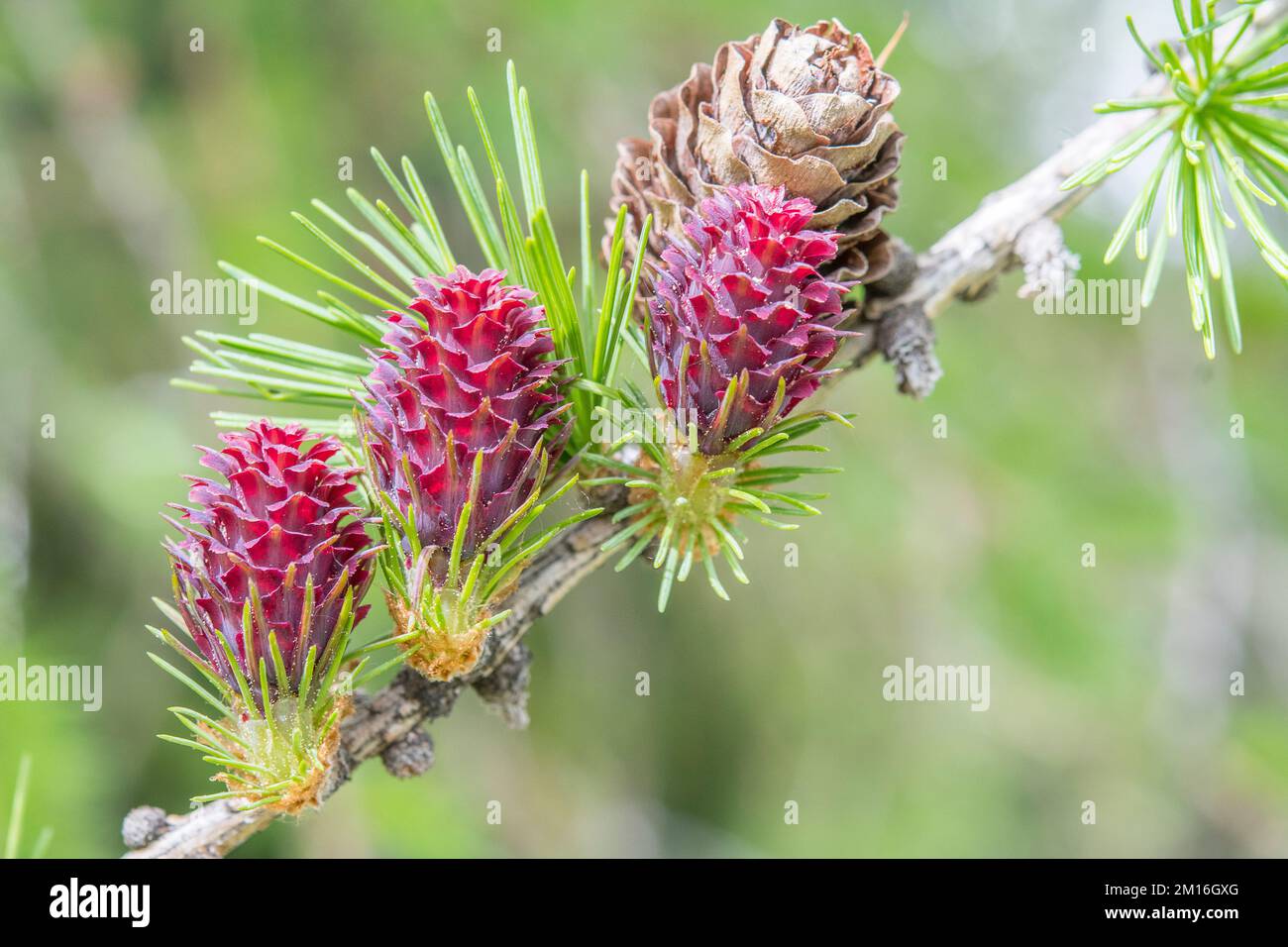 Larix decidua, the European larch, is a species of larch native to the mountains of central Europe, female flower and cone. Stock Photo