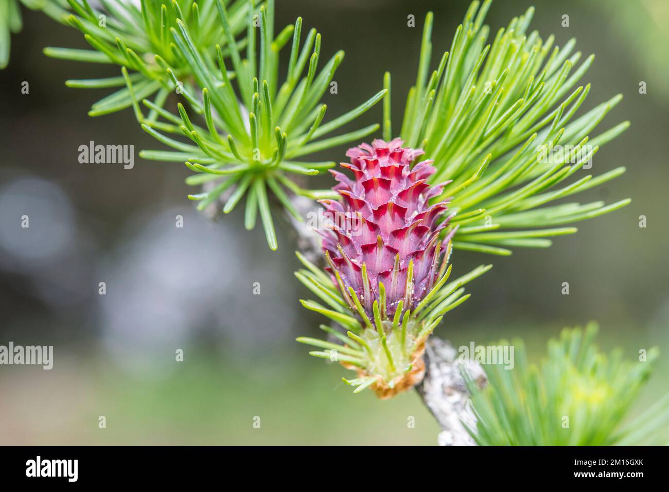 Larix decidua, the European larch, is a species of larch native to the mountains of central Europe, female, flower. Stock Photo