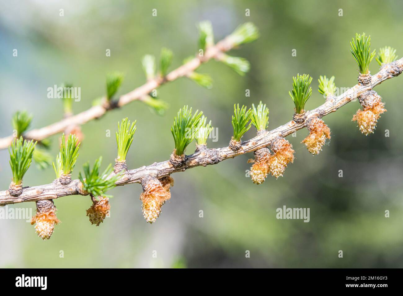 Larix decidua, the European larch, is a species of larch native to the mountains of central Europe, male flower Stock Photo