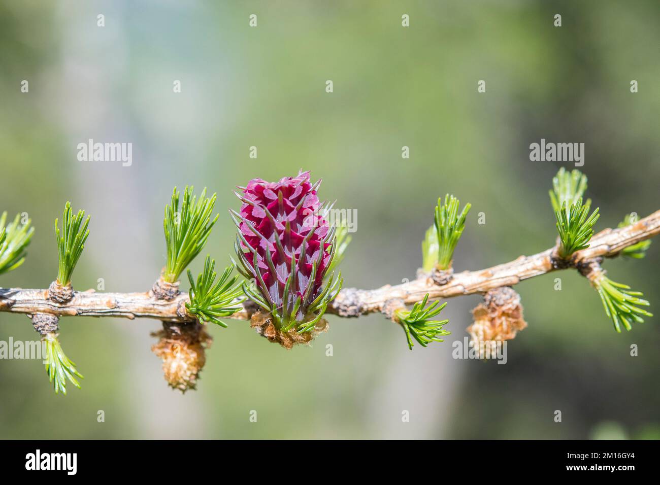 Larix decidua, the European larch, is a species of larch native to the mountains of central Europe, female and male flower. Stock Photo