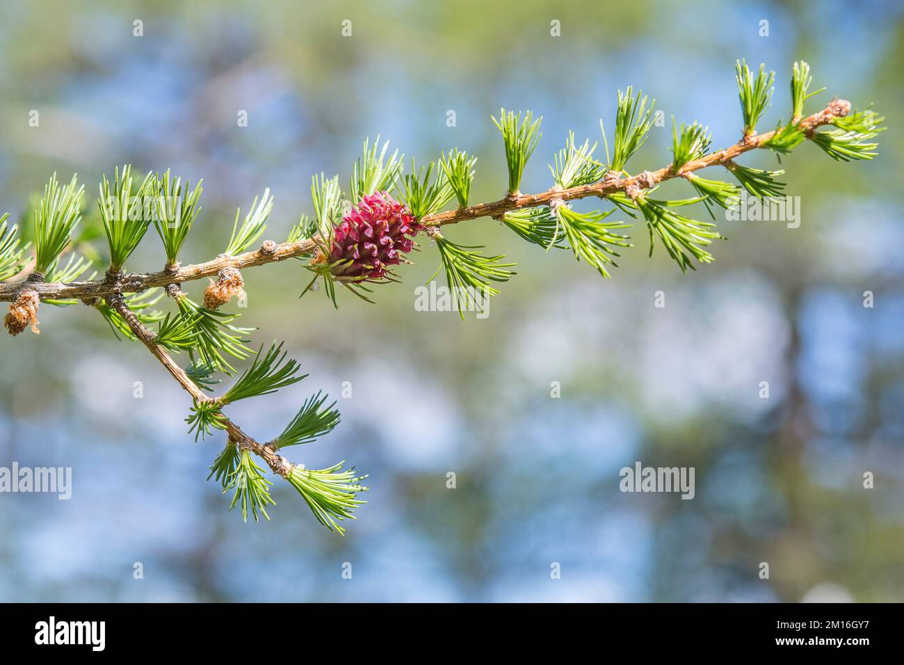 Larix decidua, the European larch, is a species of larch native to the mountains of central Europe, female and male flower. Stock Photo