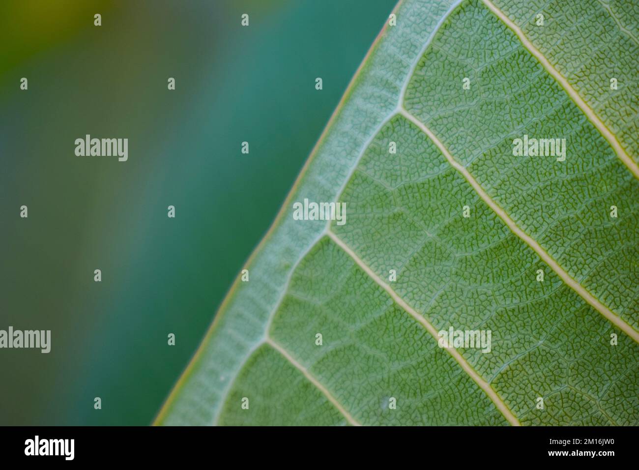 West Indian jasmine plant leaf back Stock Photo Alamy