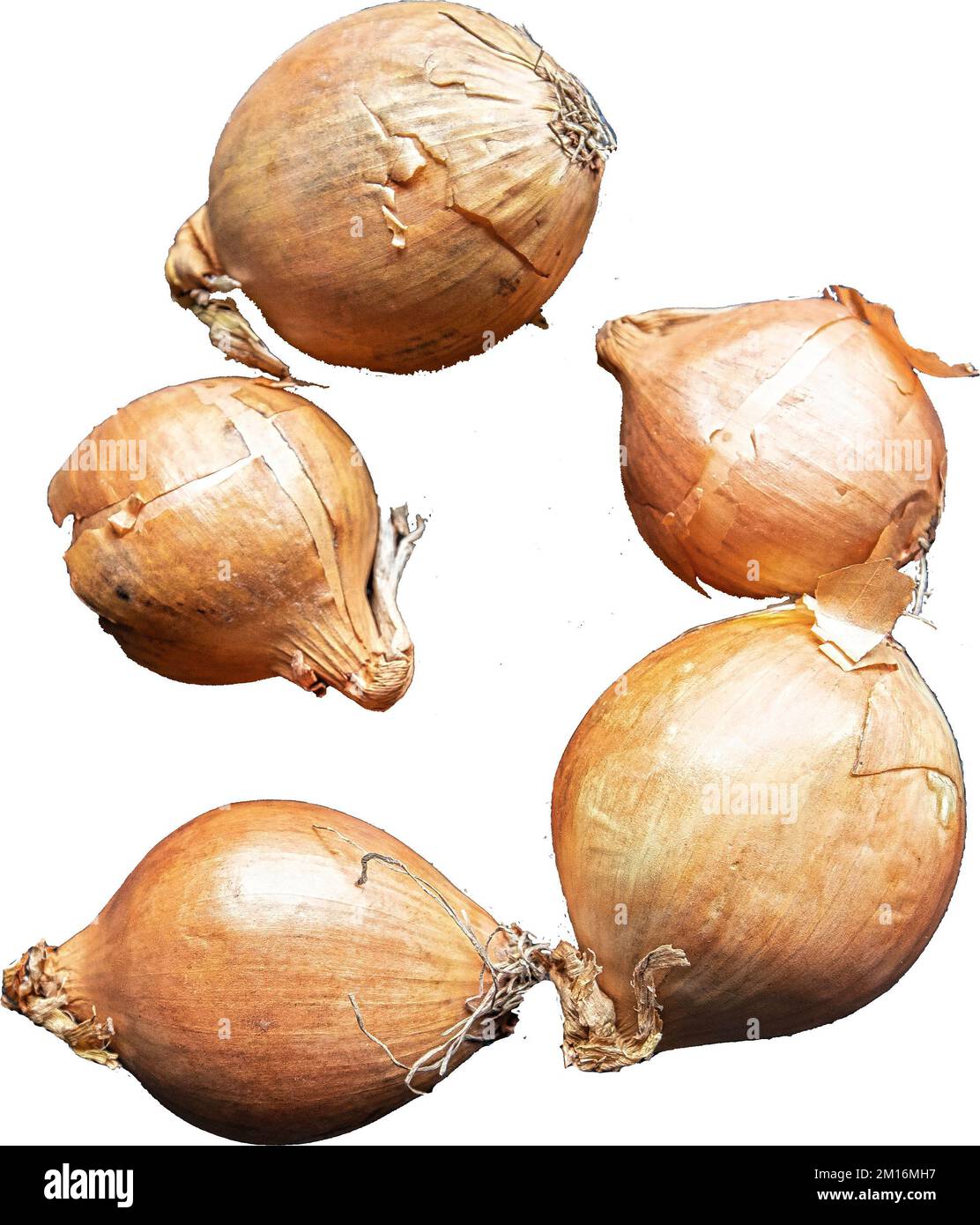 Close up of a composition of 5 unpeeled onions on a white background Stock Photo