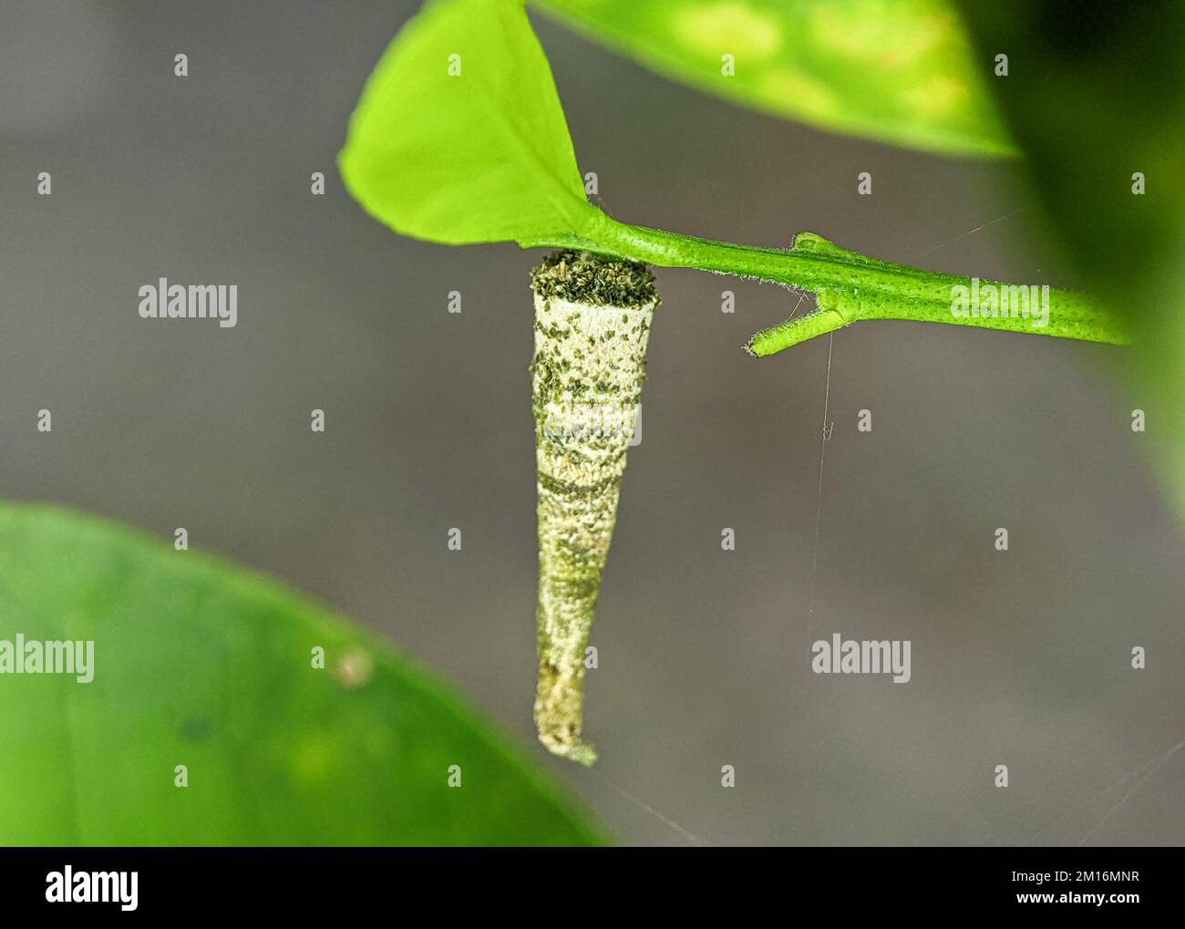A close-up shot of a larval case of Psychidae moth Stock Photo