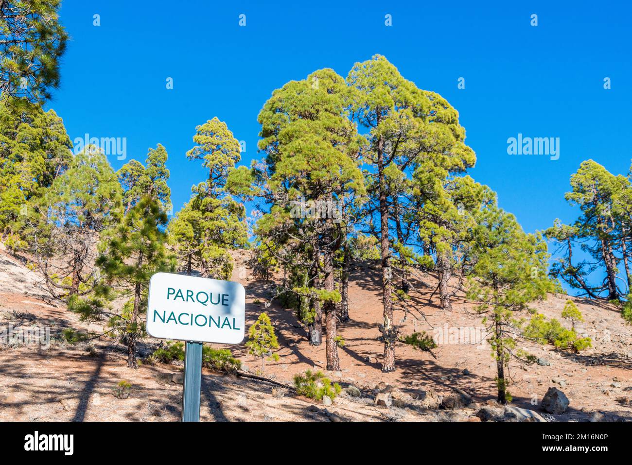 Pinus canariensis, the Canary Island pine, is a species of gymnosperm in the conifer family Pinaceae, on the island of Tenerife. Stock Photo