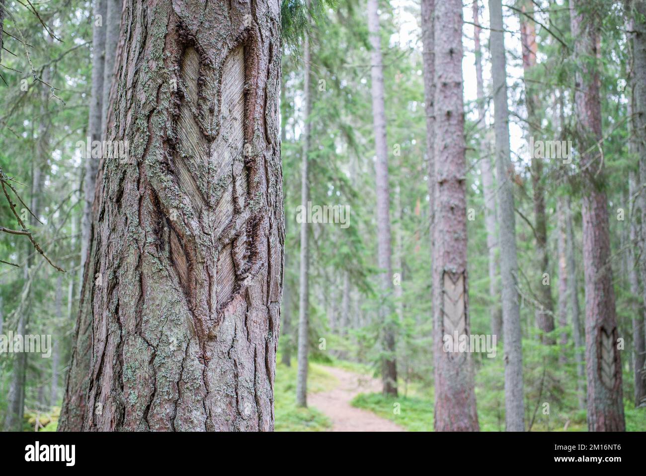 Pinus sylvestris, the Scots pine (UK), Scotch pine (US) or Baltic pine