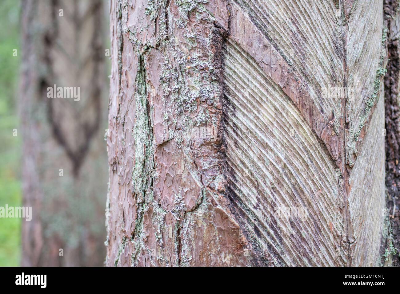 Pinus sylvestris, the Scots pine (UK), Scotch pine (US) or Baltic pine, with marks on sap collection trunk in Estonia. Stock Photo