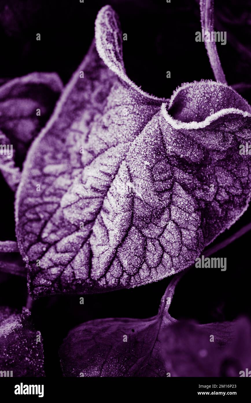 Frost covered leaf macro detail with textured leaf veins Stock Photo