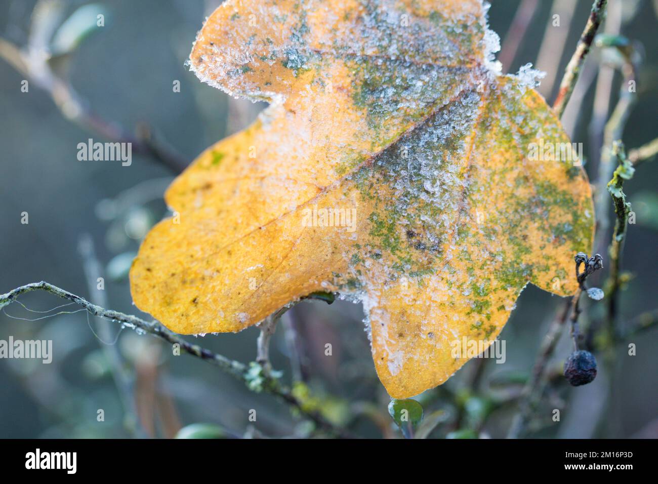 Close-up of heavy frost covering plant leaves Stock Photo