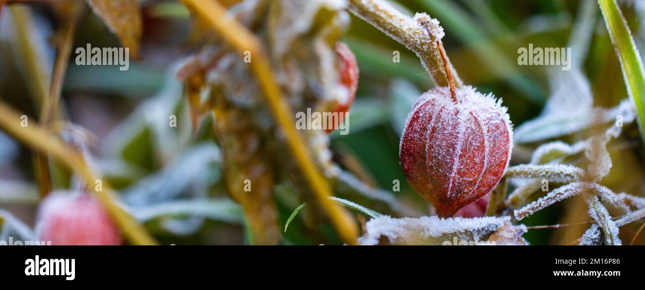 Close-up of a Frost covered Chinese Lantern Plant (Physalis alkekengi) Stock Photo