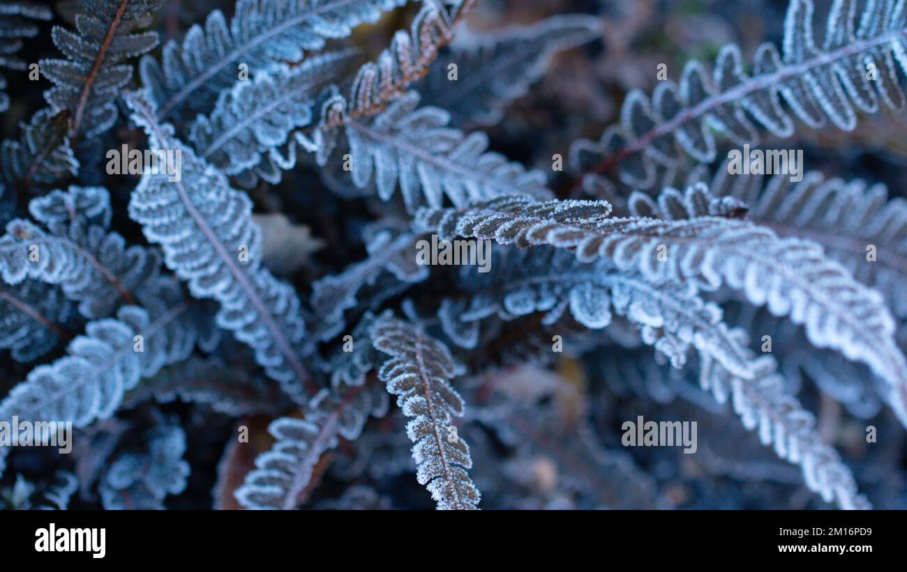 Heavy Frost covering plant fronds Stock Photo