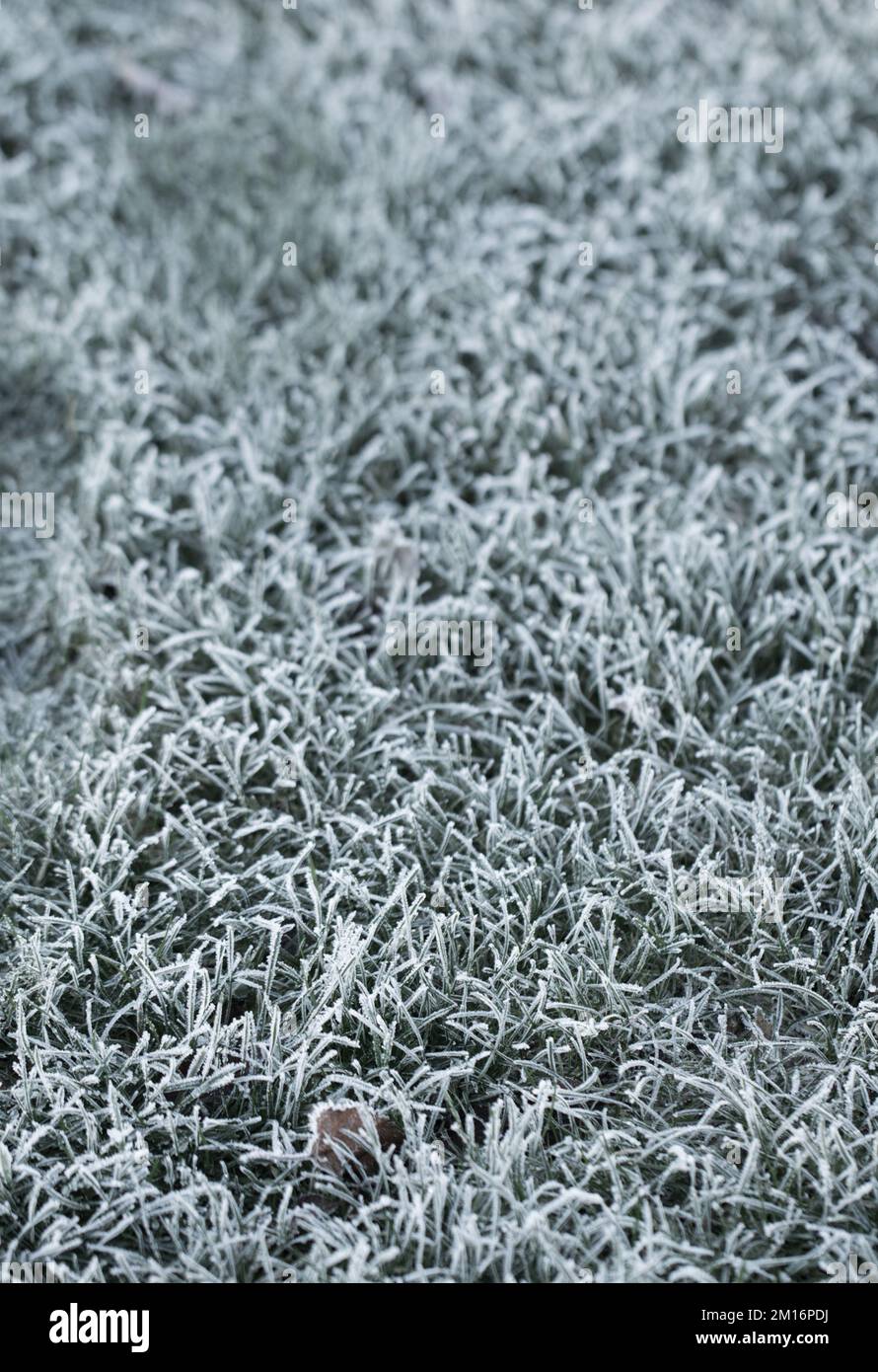 Close-up of a frost covered lawn Stock Photo