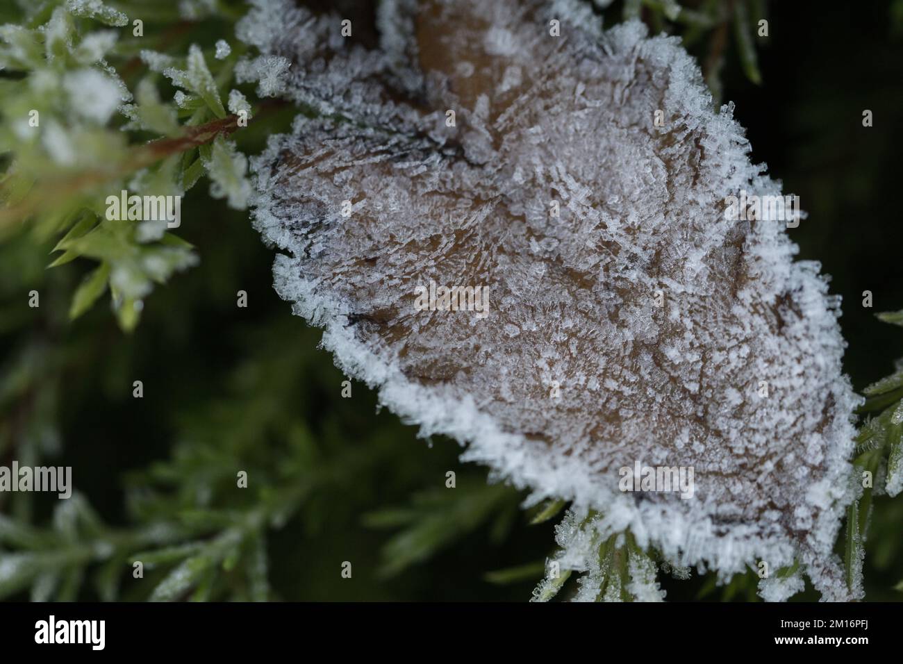 Close-up of heavy frost covering plant leaves Stock Photo