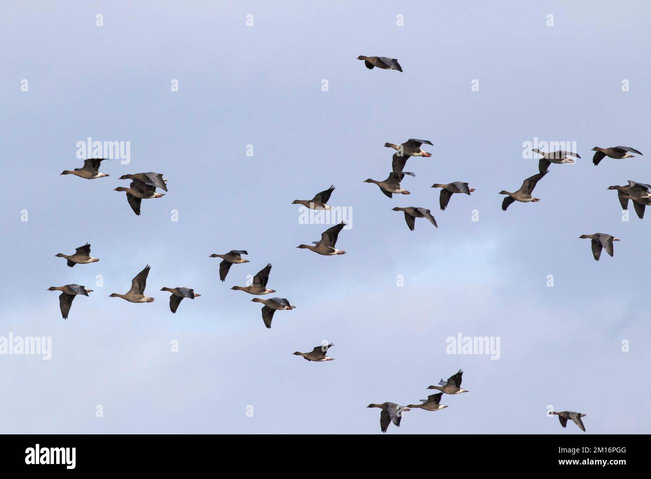 Goose Uk Rspb Pink-footed goose Anser brachyrhynchus in flight over Udale Bay RSPB ...