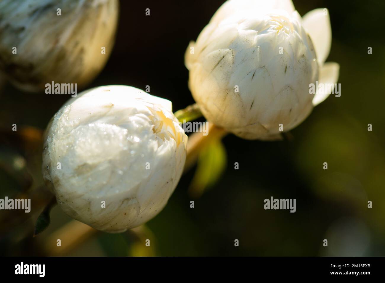 Close-up of ice droplets on white rose buds Stock Photo