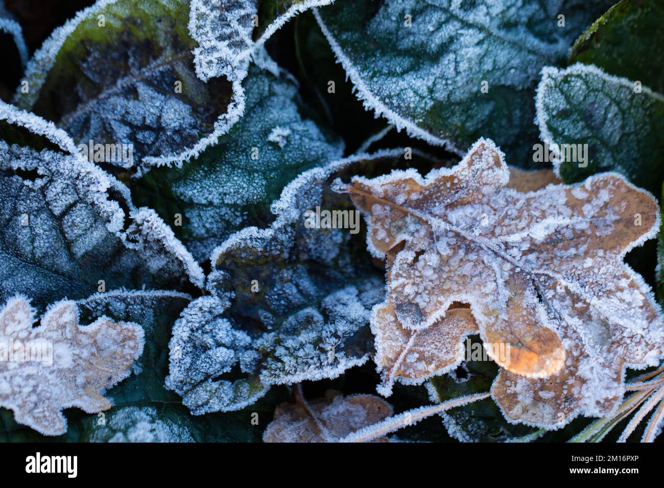 Frost covered leaves Stock Photo