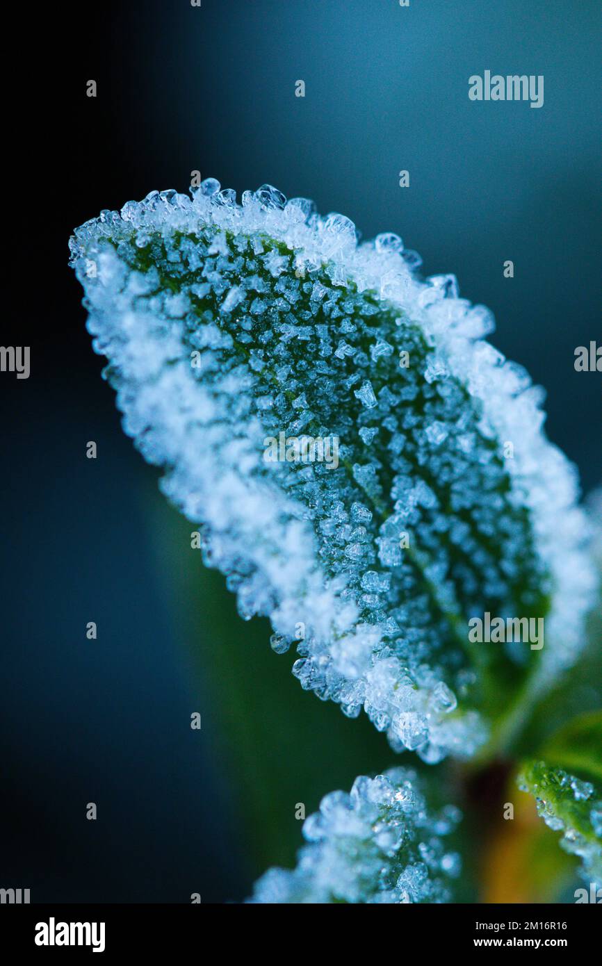 Frost covered leaf Stock Photo