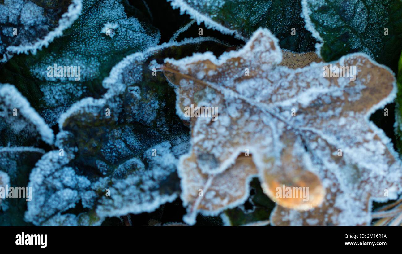 Frost covered leaves Stock Photo