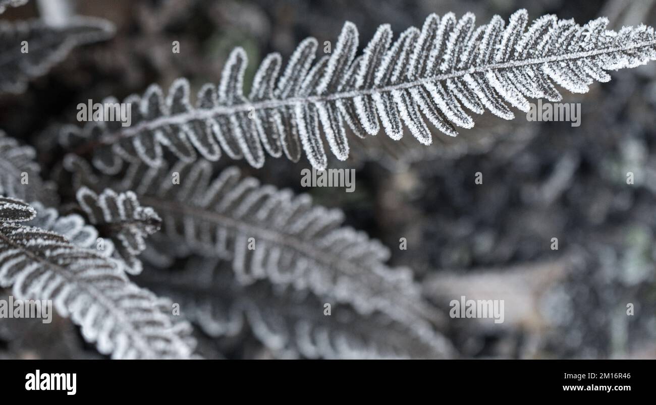 Frost covered plant fronds Stock Photo