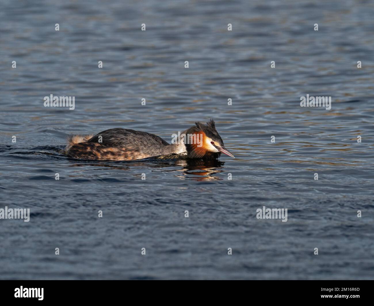 Grebe Head Head lowered in threat display hi-res stock photography and images - Alamy