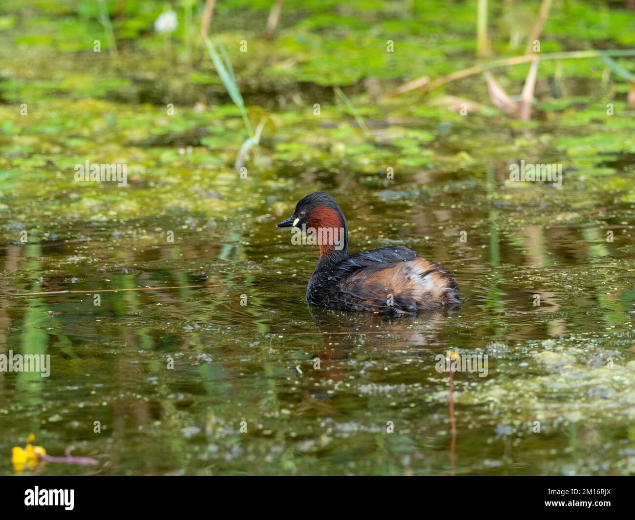 Little grebe Tachybaptus ruficollis amongst duckweed and leaves of Frogbit Hydrocharis morsus-ranae in a reedbed pool, from North Hide, Westhay Moor N Stock Photo