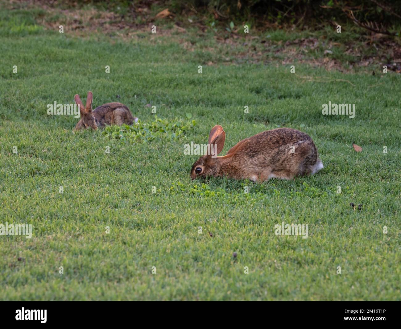 Two eastern cottontail rabbits, Sylvilagus floridanus, feeding on grass