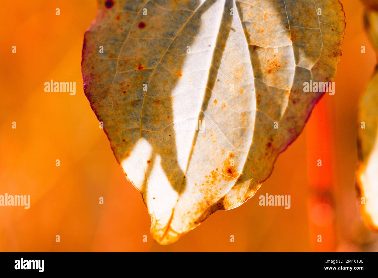 Close-up of a colourful plant leaf / Colours in nature. Stock Photo