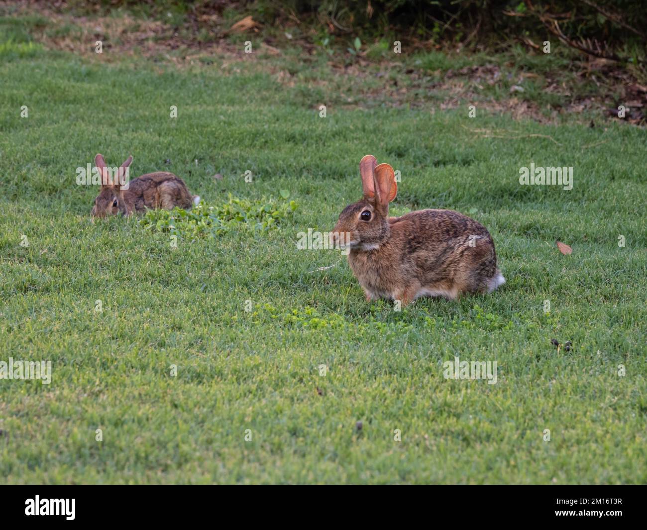 Two eastern cottontail rabbits, Sylvilagus floridanus, feeding on grass