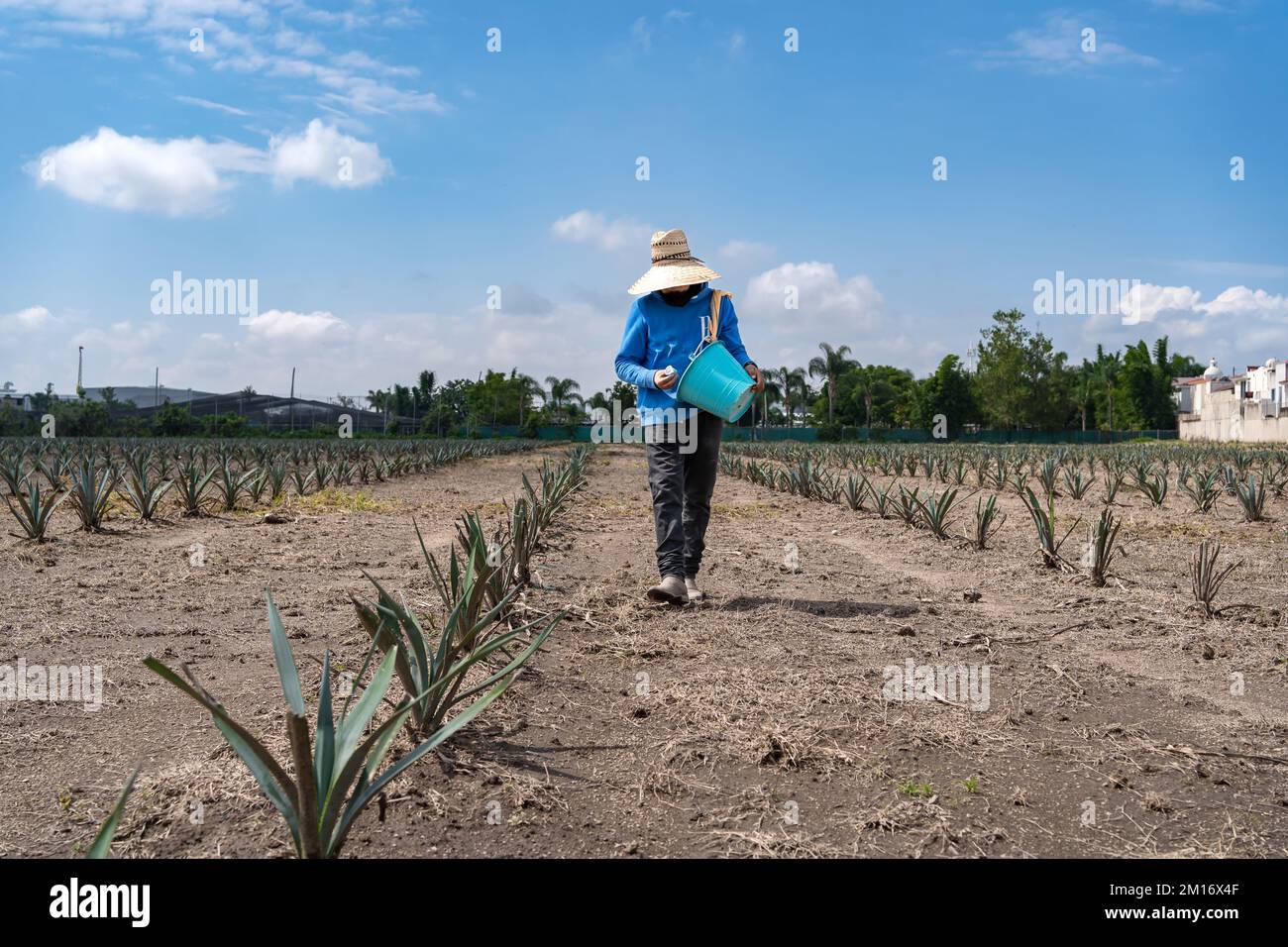 The farmers work in the agave jima in the field to take to the tequila ...