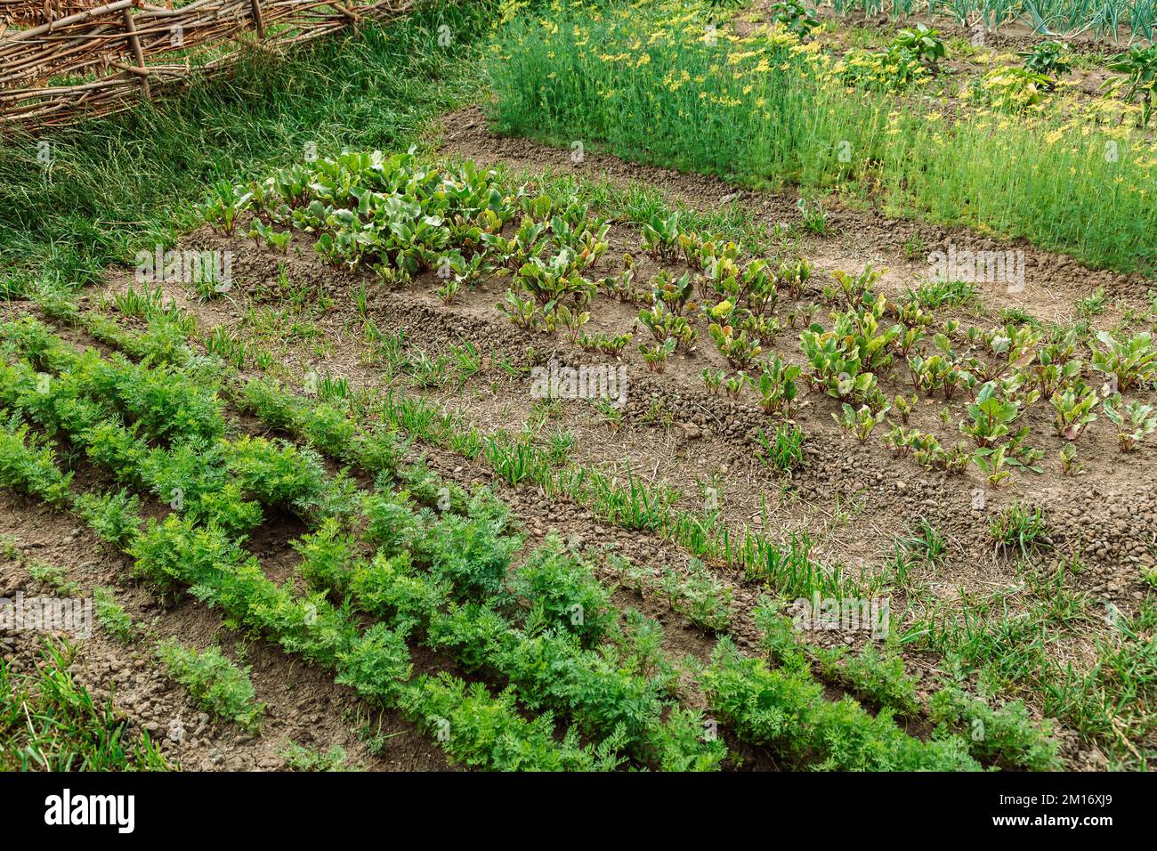 Beds with greens and young vegetables in the garden Stock Photo