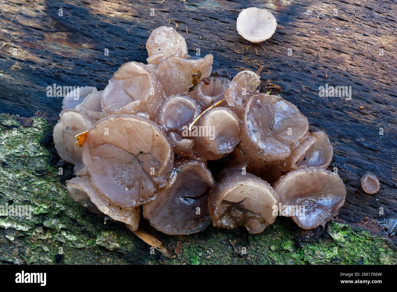 Beech Jellydisc Fungus - Neobulgaria pura on rotting Beech trunk Stock ...