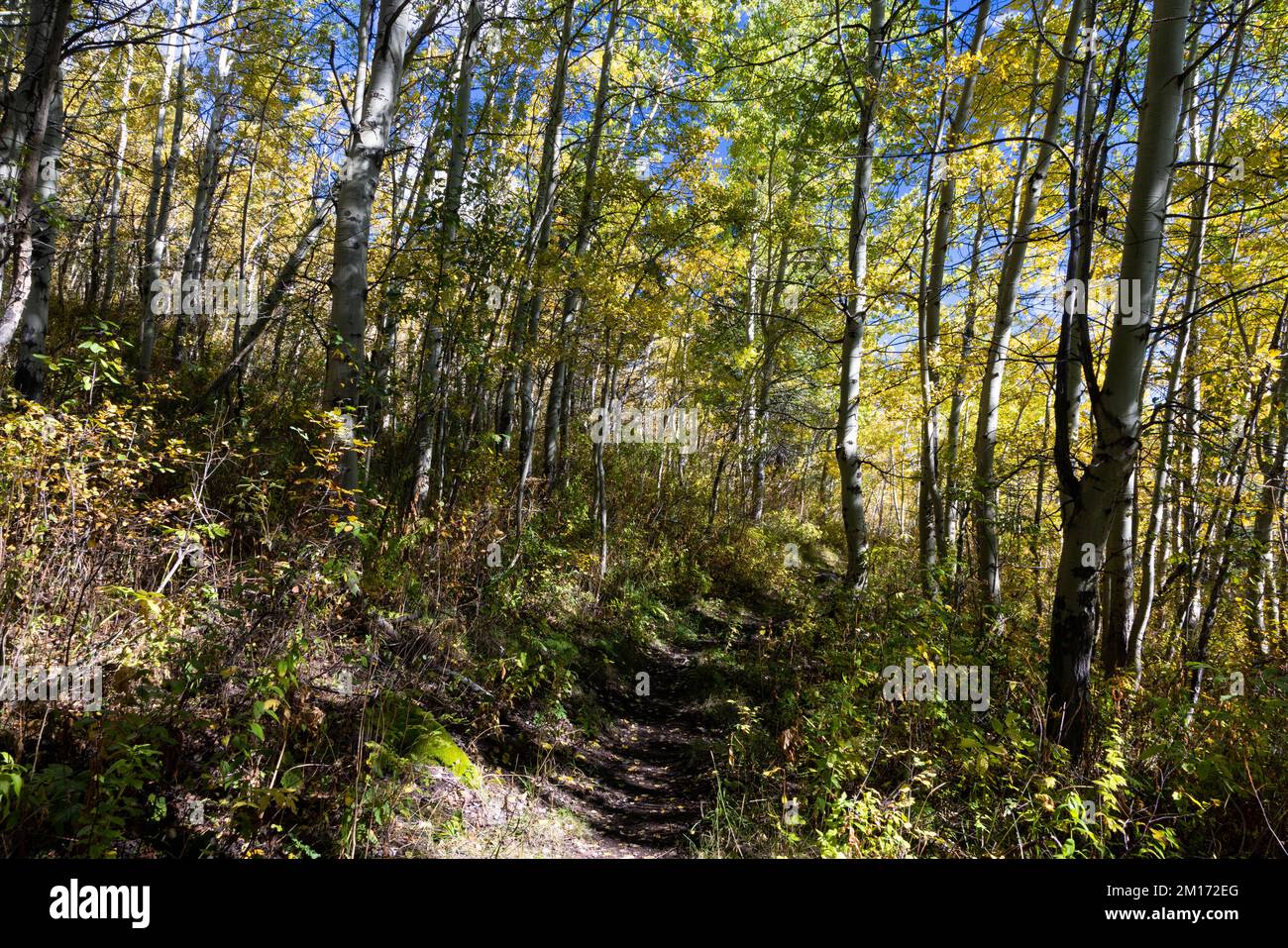 A large grove of autumn aspen trees surrounding the Valley Trail. Grand Teton National Park, Wyoming Stock Photo