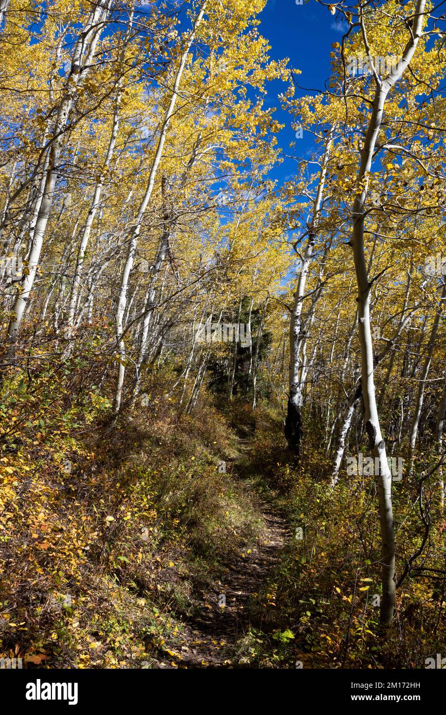 Fall aspen trees growing wildly along the Valley Trail. Grand Teton National Park, Wyoming Stock Photo