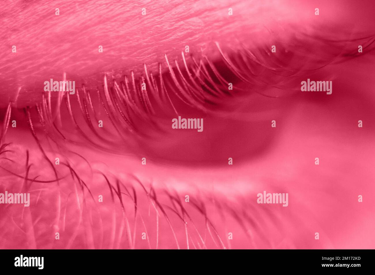 male eye close up. man looks into the frame. brown iris in macro. A fresh classic for 2023 in Viva Magenta. Color concept of the year. Stock Photo