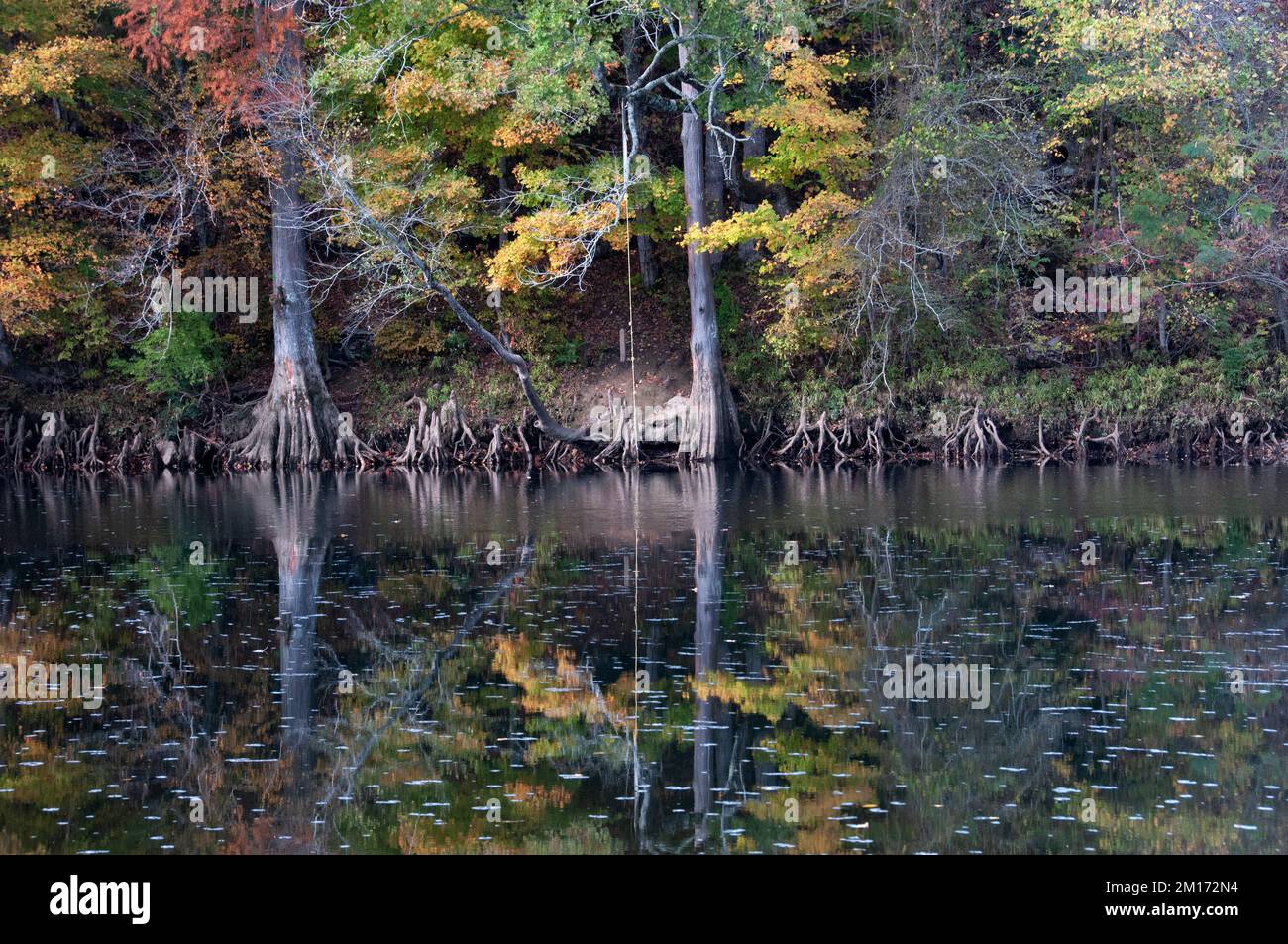 Cypress Trees & Cypress Knees Stock Photo Alamy