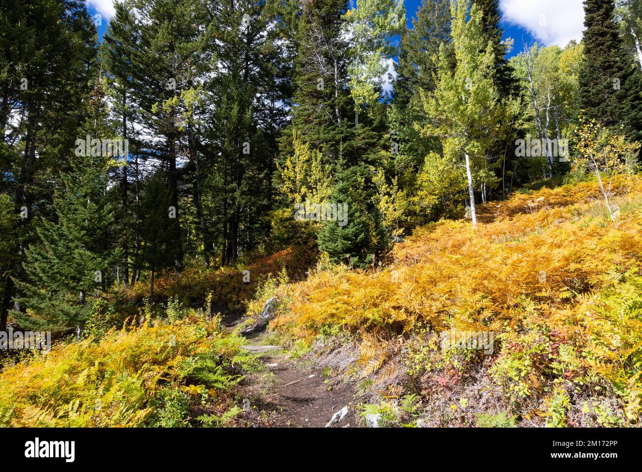 The Saratoga Trail winding through autumn ferns at Jackson Hole Mountain Resort. Bridger-Teton National Forest, Wyoming Stock Photo