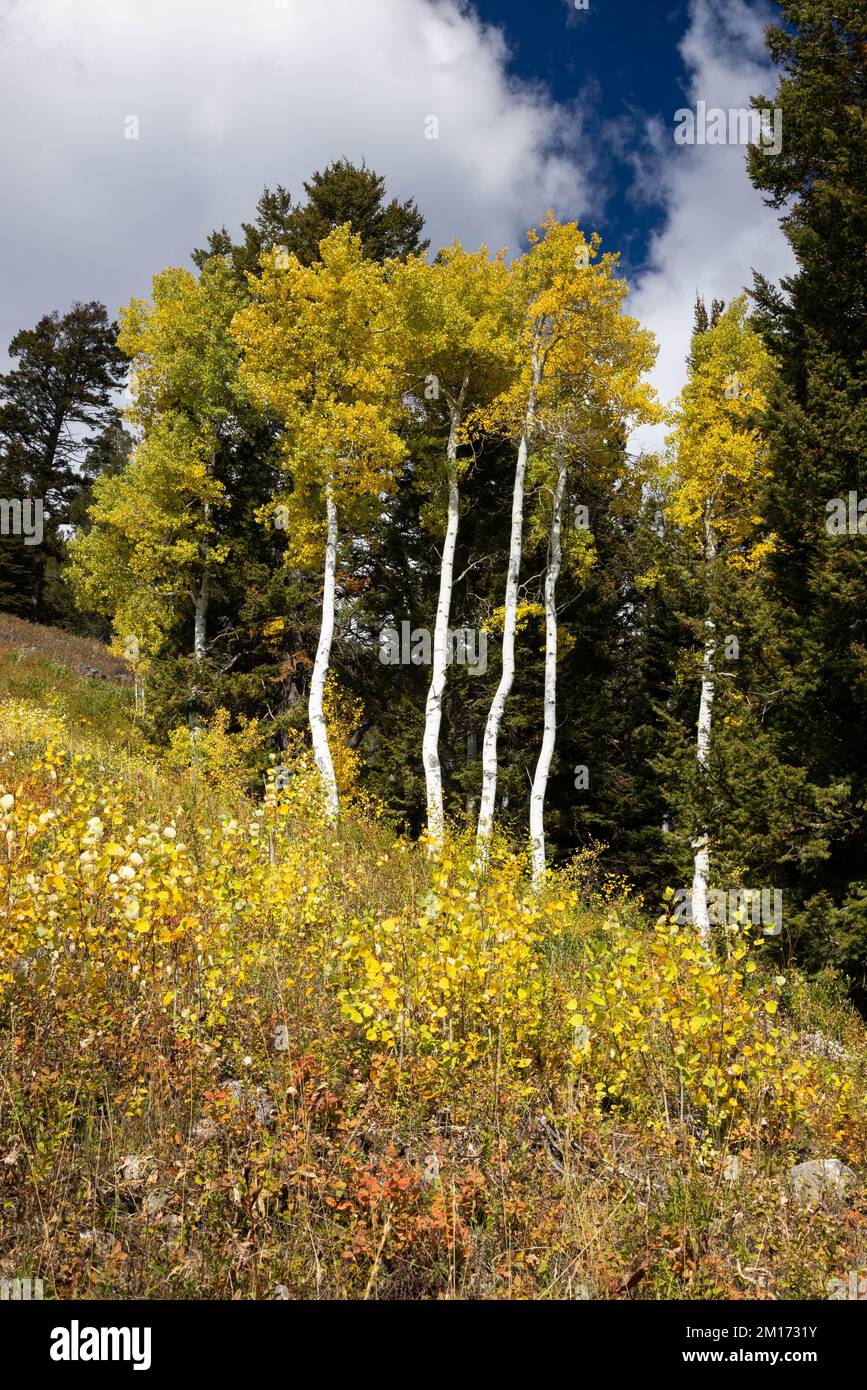 Autumn aspen trees lining a forest along the Saratoga Trail at Jackson Hole Mountain Resort. Bridger-Teton National Forest, Wyoming Stock Photo