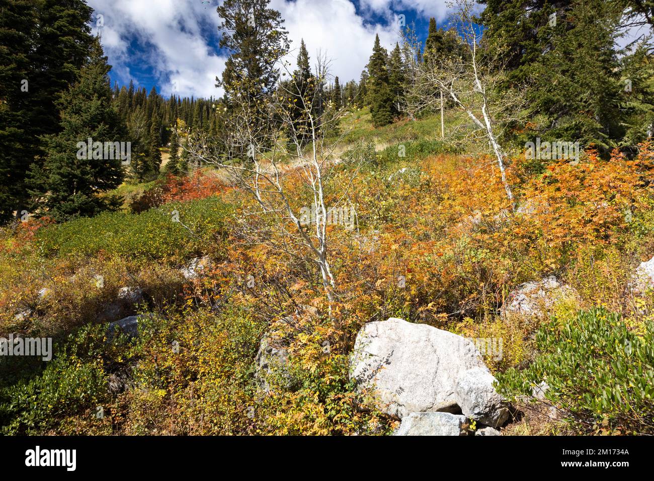 Fall colors decorating ground vegetation along the Hoback Trail at Jackson Hole Mountain Resort. Bridger-Teton National Forest, Wyoming Stock Photo