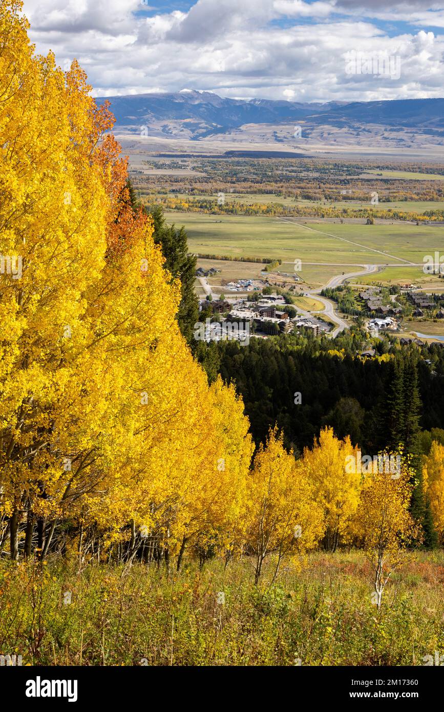 Fall aspen trees lining a ski run along the Hoback Trail at Jackson Hole Mountain Resort