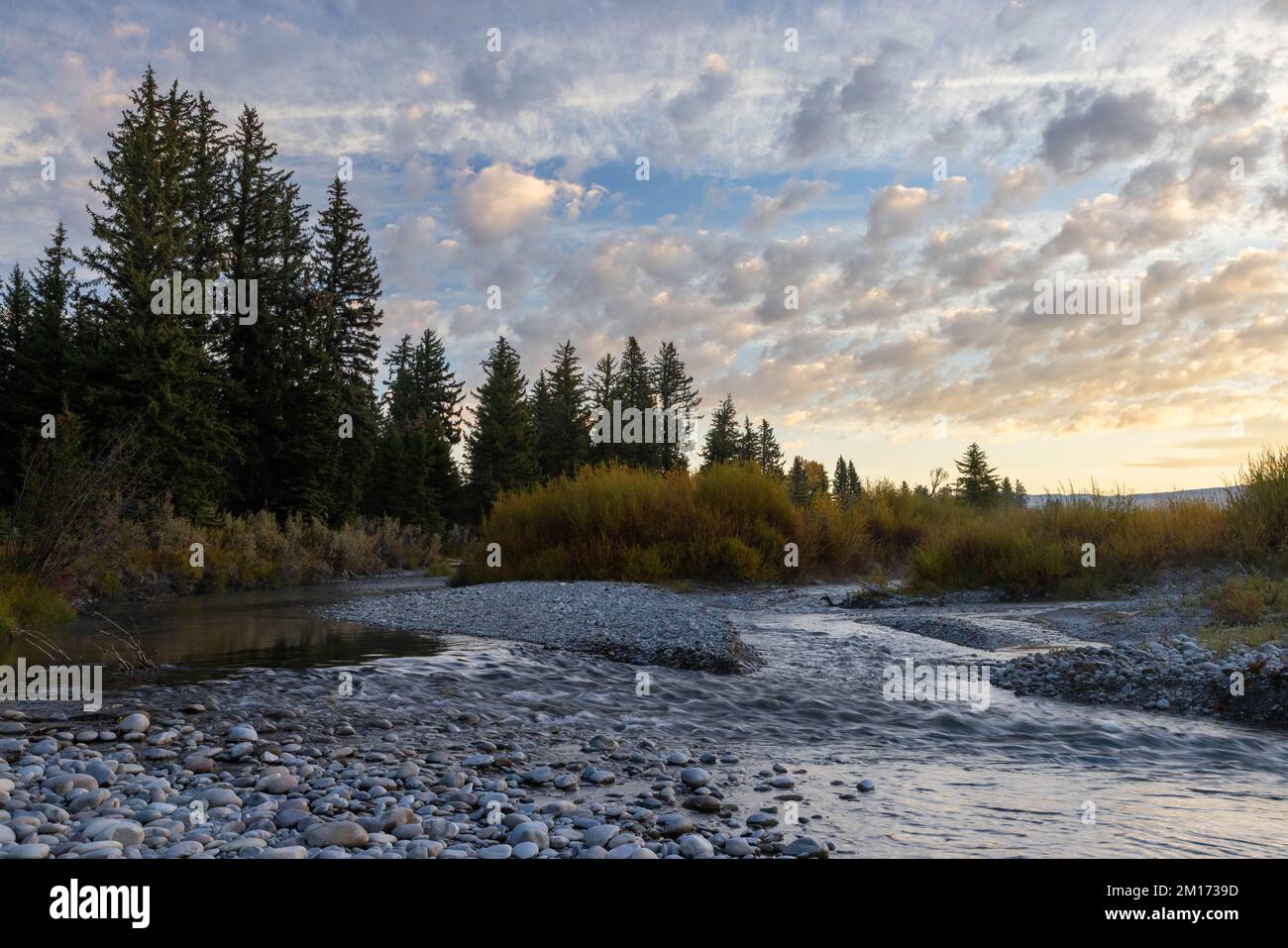Evergreen trees and fall willows rising above the Gros Ventre River at sunrise. Grand Teton National Park, Wyoming Stock Photo