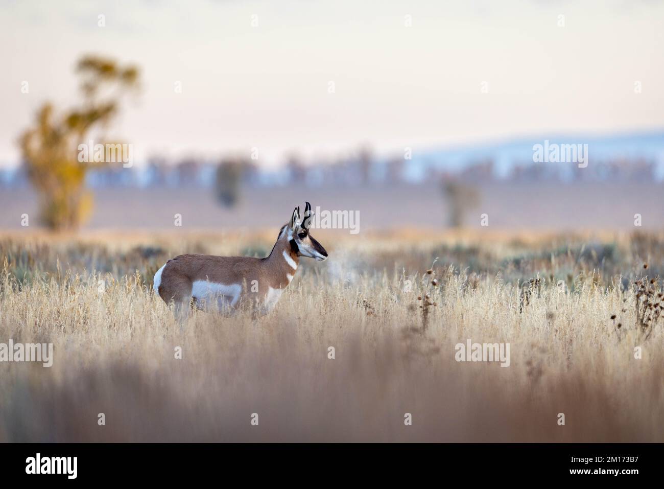 A pronghorn's breath visible as it surveys its surroundings on Antelope Flats on a chilly fall morning. Grand Teton National Park, Wyoming Stock Photo