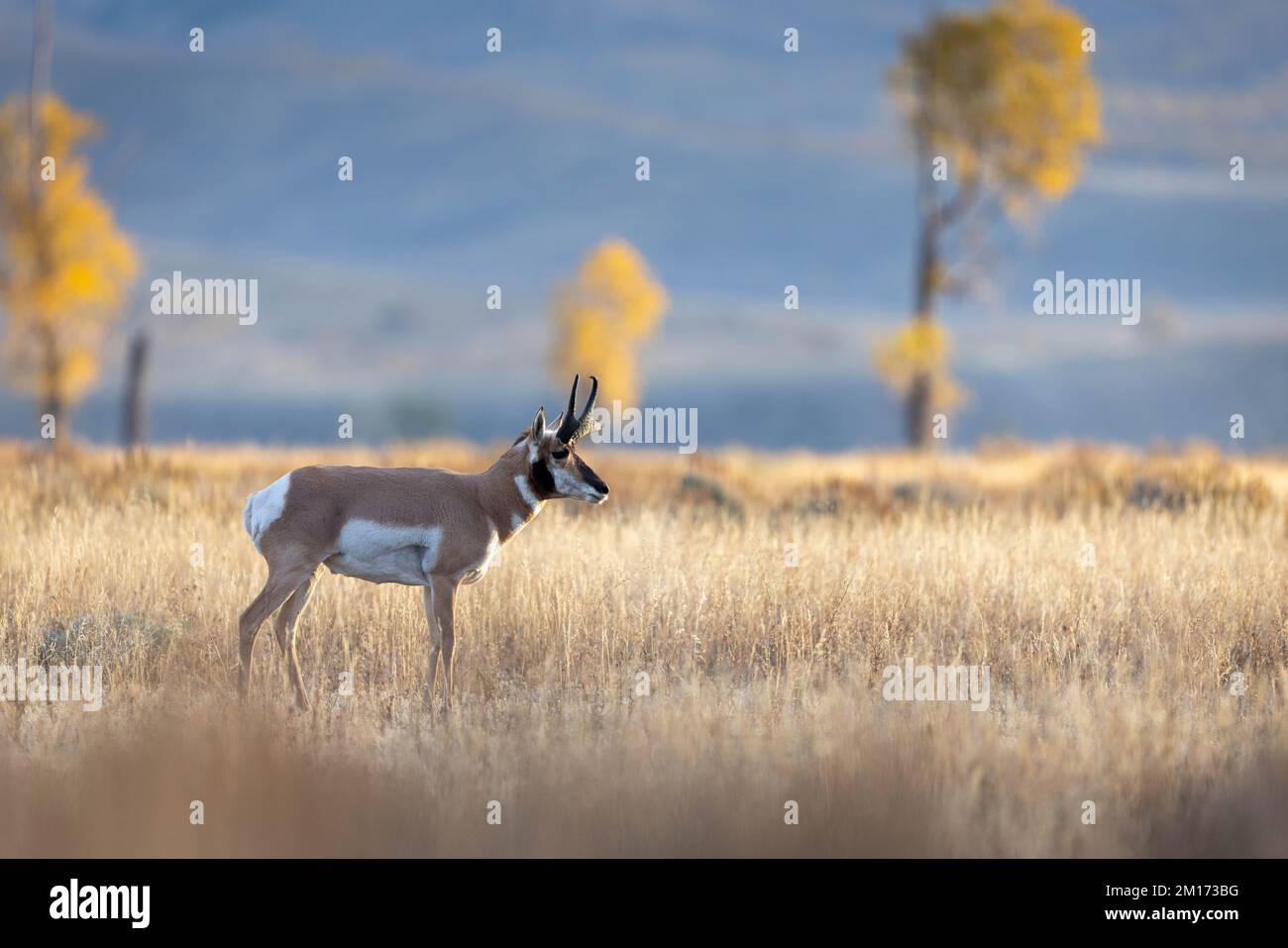 Fall cottonwood trees rising in the distance above a pronghorn buck standing in Antelope Flats at sunrise. Grand Teton National Park, Wyoming Stock Photo